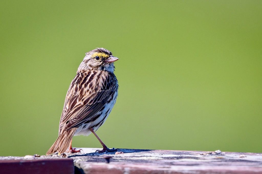 Savannah Sparrow by Becky Matsubara is licensed under CC BY 2.0.